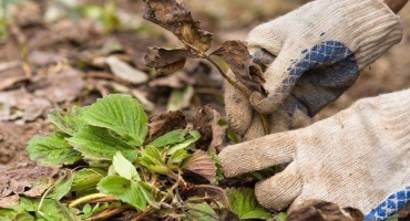 Jak správně připravit jahody na zimu?